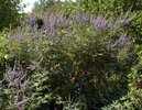 Vitex angus-castus Habit JWB.JPG