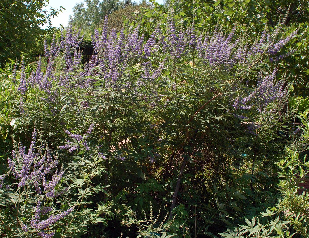Vitex angus-castus Habit JWB.JPG