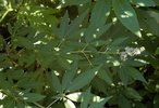Vitex angus-castus Leaves JWB.JPG