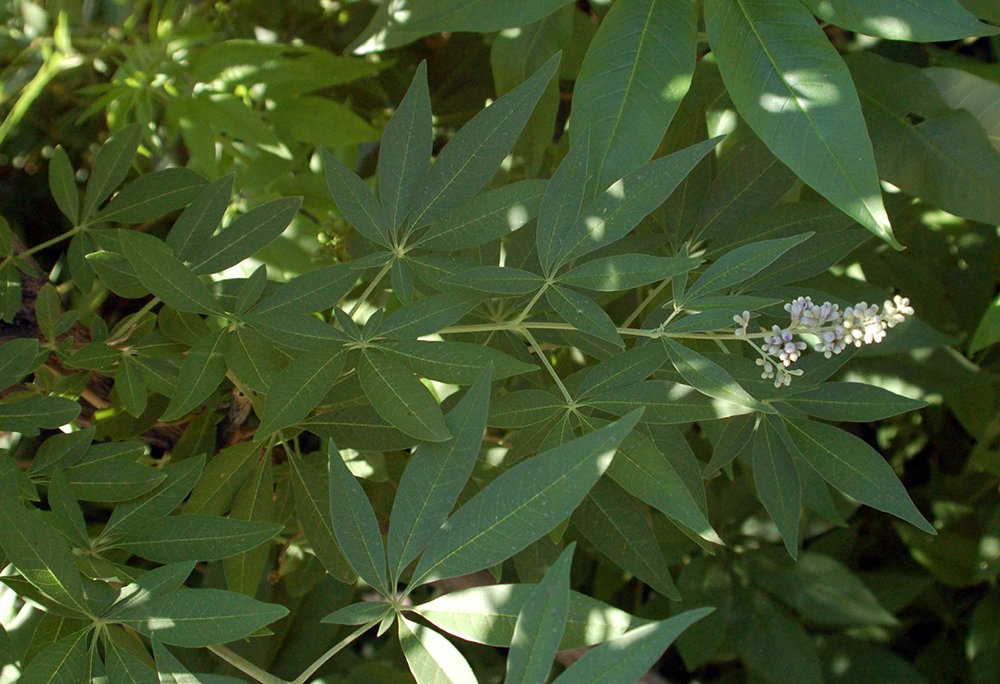 Vitex angus-castus Leaves JWB.JPG