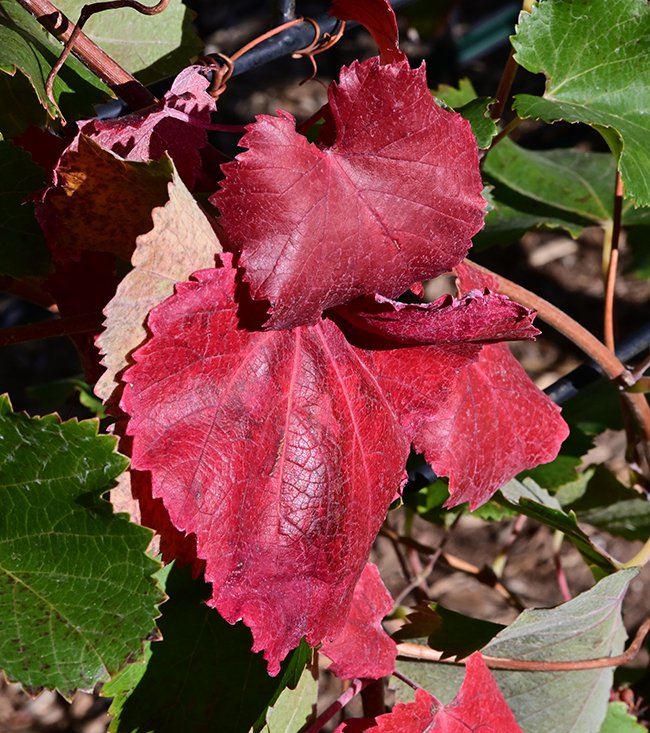 Vitis-californica-&#x27;Roger&#x27;s-Red&#x27;-Fall-Leaves-1-GLE22