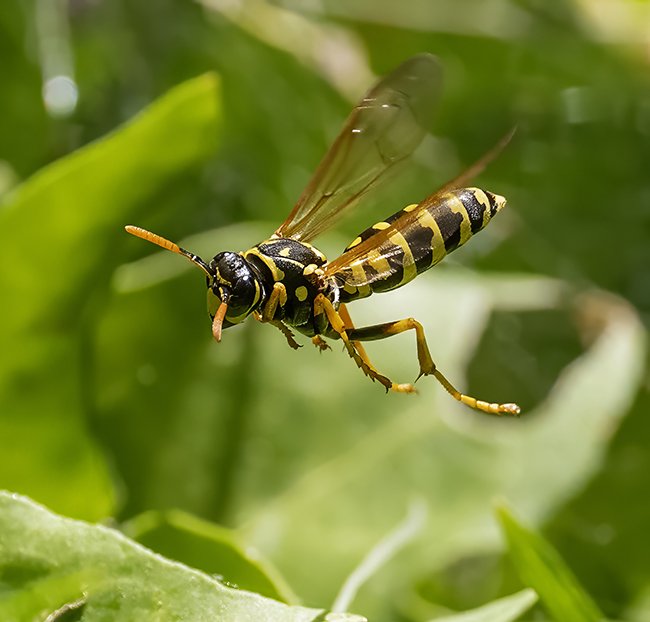 Wasp