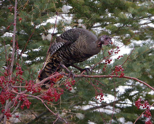 Wild Turkey 2 RBGA JWB20