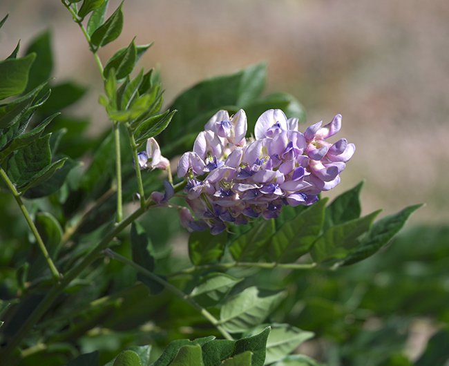 Wisteria-frutescens-&#x27;Amethyst-Falls&#x27;-Flowers-2-JWB22