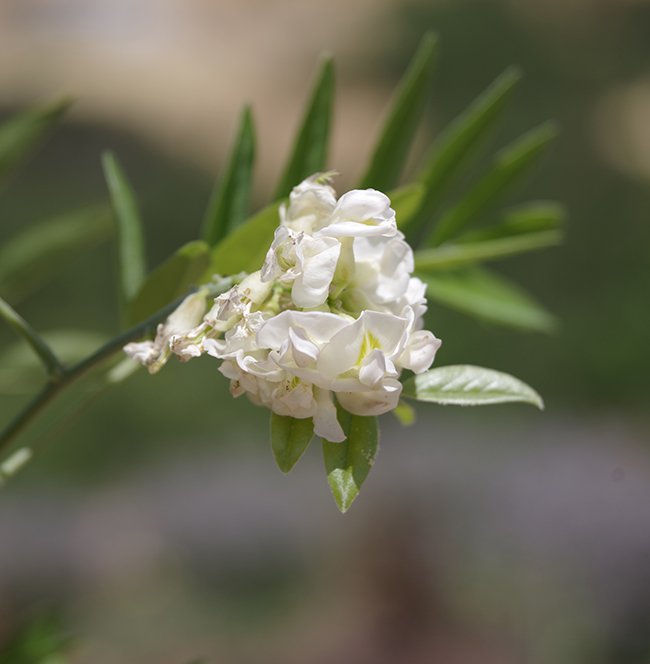 Wisteria-frutescens-&#x27;Nivea&#x27;-Flowers-1-JWB22