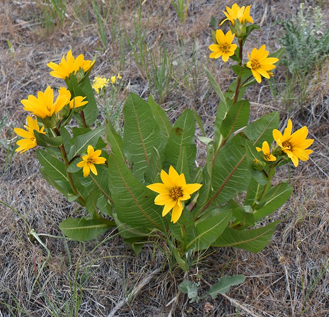 Wyethia-amplexicaulis-Habit-in-Bloom-1-JWB21.JPG