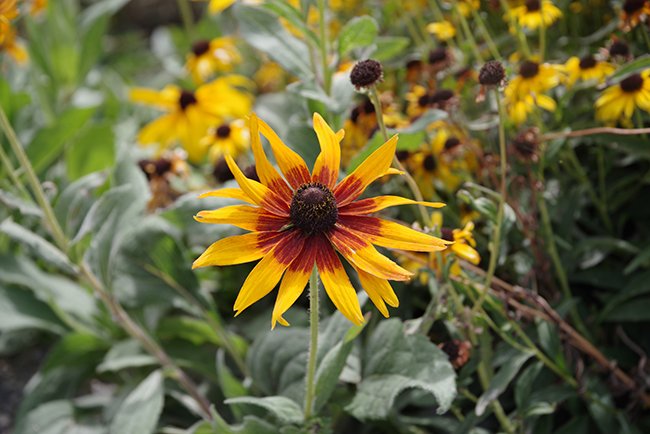 X-Rudbeckia-'ET-RDB 01'-Flower-Summer-1-HMS25