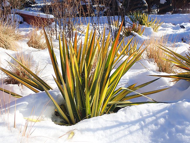 Yucca-filamentosa-&#x27;Color Guard&#x27;-Leaves-Winter-HMS21