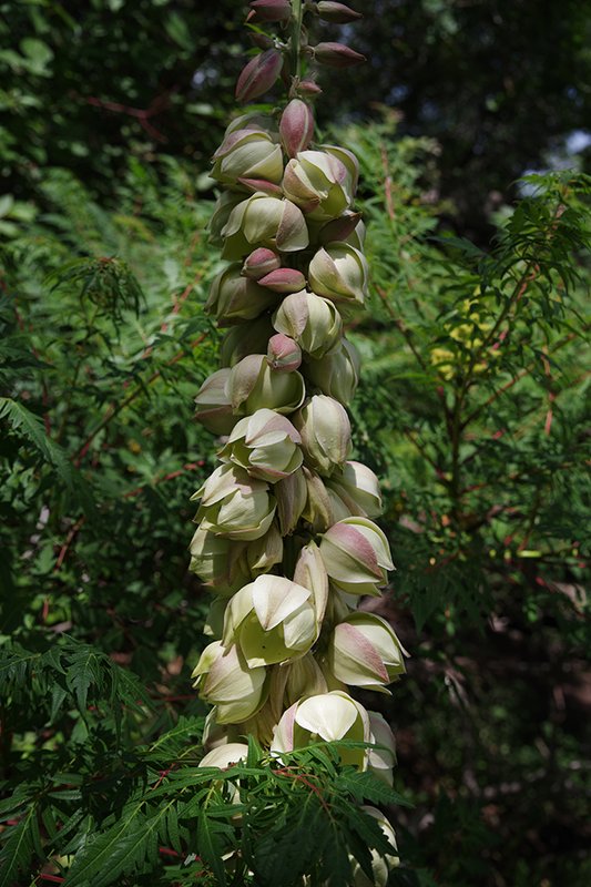 Yucca-glauca-Flower-Summer-HMS23