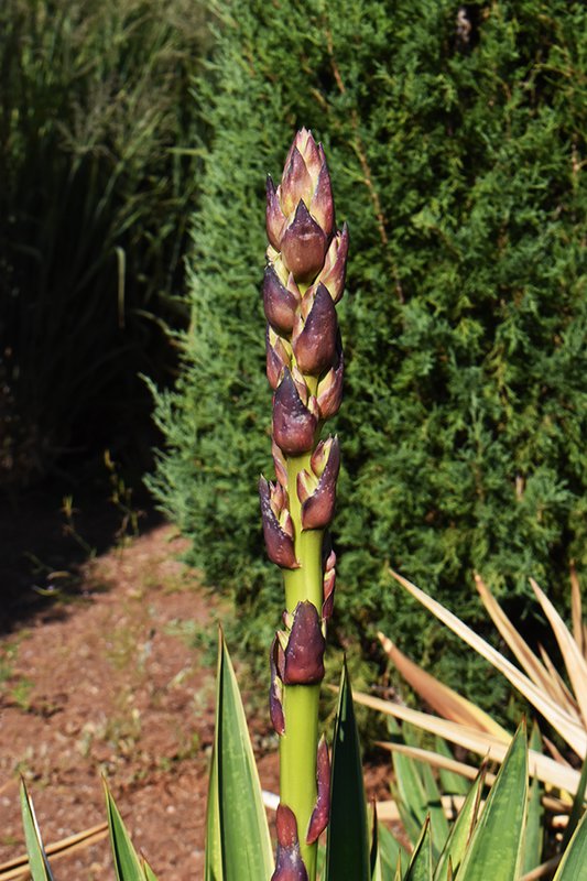 Yucca-gloriosa-&#x27;Variegata&#x27;-Flower-Stalk-Summer-HMS21.jpg