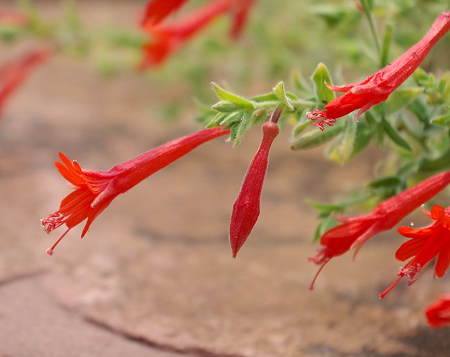 Zauschneria-latifolia-Flower-1-JWB21.JPG