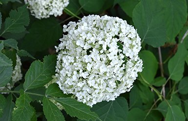 Hydrangea Annabelle