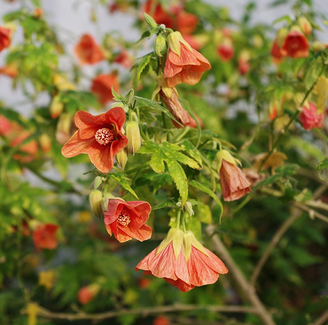 abutilon-pictum-thompsonii-flowers-hms20.jpg