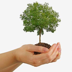 adopt-a-tree-thumb.jpg
