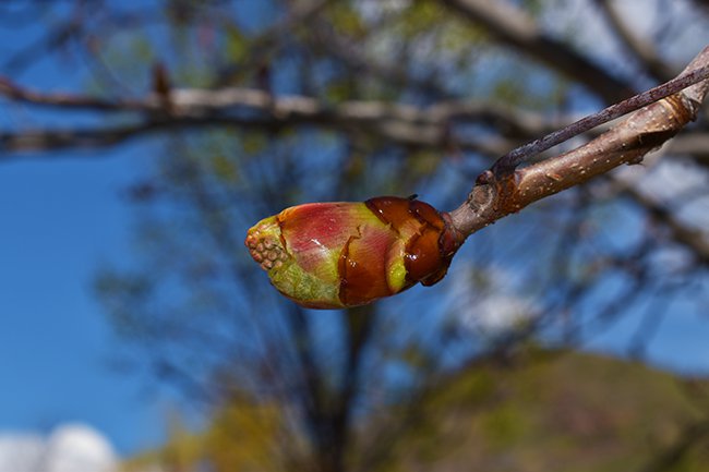 aesculus-hippocastanum-spring-bud-hms20.jpg