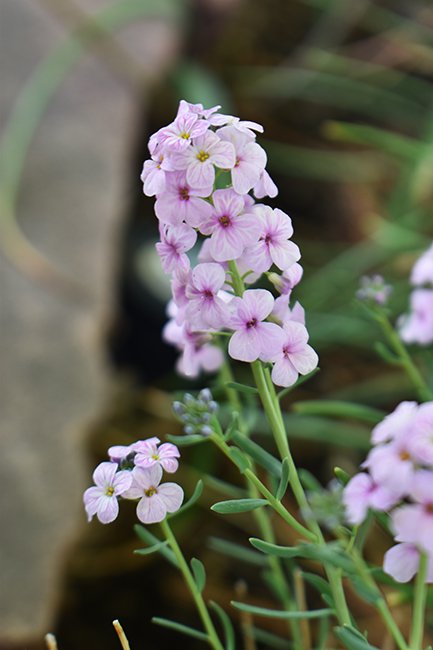 aethionema-grandiflorum-flowers-spring-jwb21.jpg