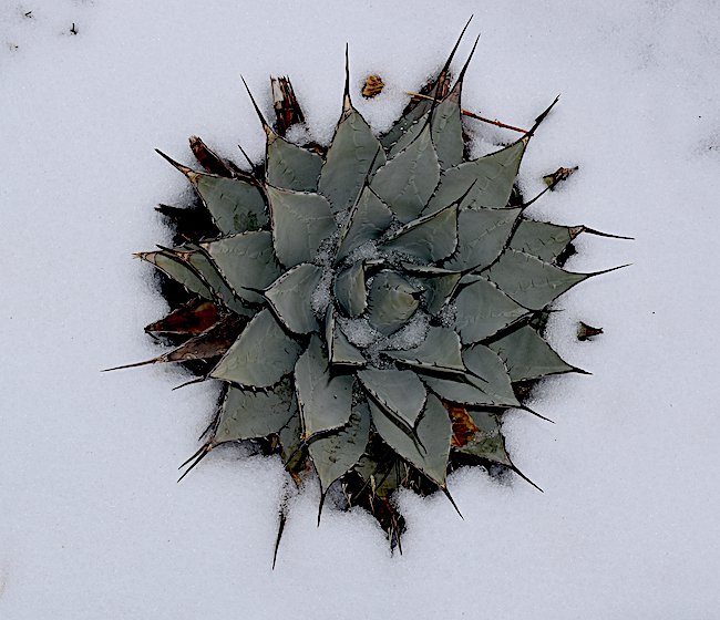 agave-parryi-var.-neomexicana-1-winter-habit-hms21.jpg