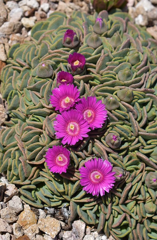 aloinopsis-spathulata-hms20.jpg