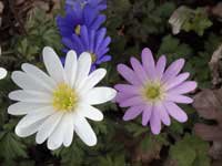 anemone-blanda-flowers-1-jwb18.jpg