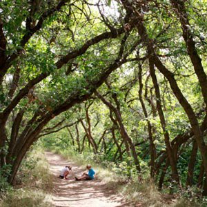 arbor-day-oak-tunnel.jpg