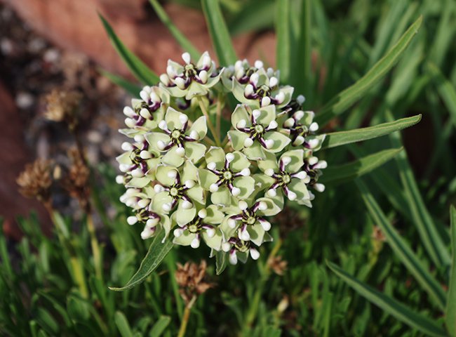 asclepias-asperula-flower-spring-1-hms21.jpg