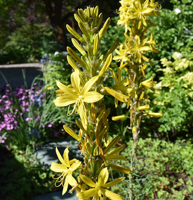 asphodeline-lutea-hms21.jpg