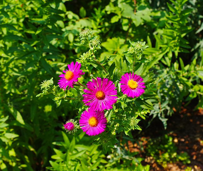 aster-novae-angliae-&#x27;septemberrubin&#x27;-flower-summer-1-hms21.jpg