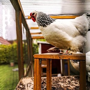 backyardchickens