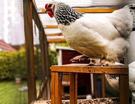 backyardchickens
