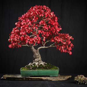 bonsai-show2.jpg