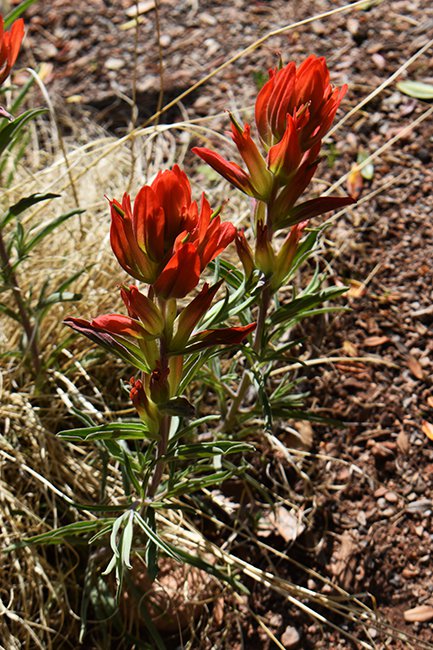 castilleja-integra-habit-flower-spring-jwb21.jpg