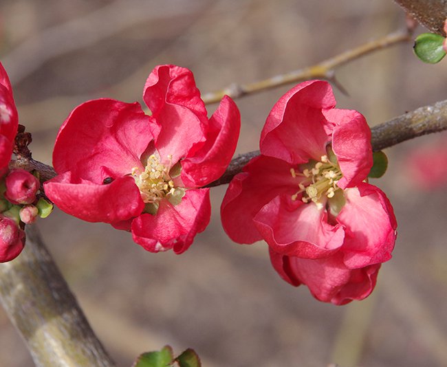 chaenomeles-x-superba-texas-scarlet-flowers-jwb20.jpg