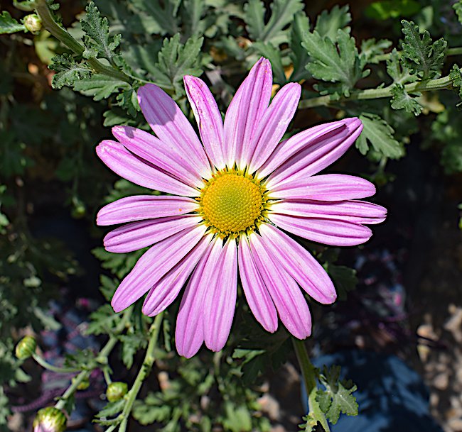 chrysanthemum-ryans-pink-hms20.jpg