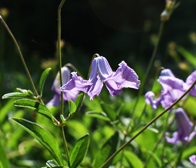 clematis-crispa-flower-summer-hms21.jpg