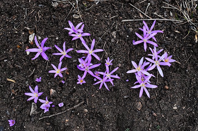 colchicum-bulbocodium-flowers-hms20.jpg