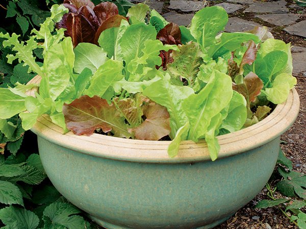 container-vegetable-garden