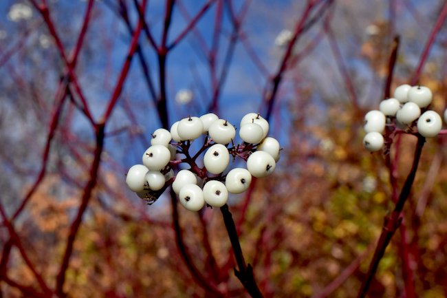 cornus-sericea-hms21