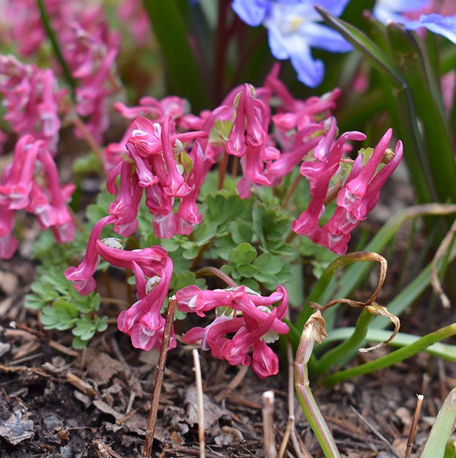 corydalis-solida-beth-evans-habit-jwb21.JPG