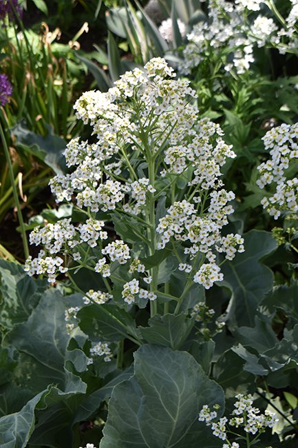 crambe-maritima-flowers-spring-jwb12.jpg