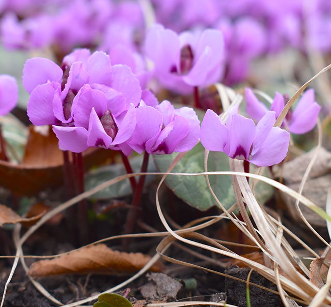 cyclamen-coum-flowers-1-jwb21.JPG