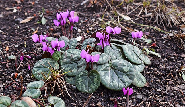 cyclamen-coum-habit-and-flowers-hms20.jpg