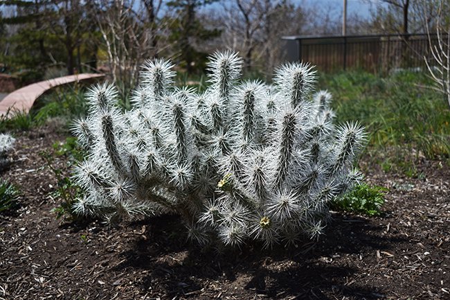 cylindropuntia-whipplei-snow-leopard-habit-hms20.jpg