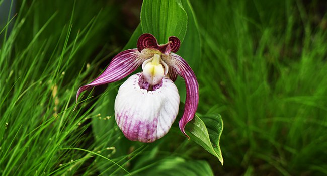 cypripedium-sabine-flower-spring-jwb21.jpg