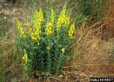 Dalmation Toadflax