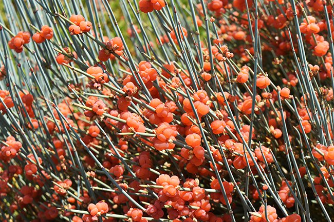 ephedra-nevadensis-fruit-summer-hms21.jpg