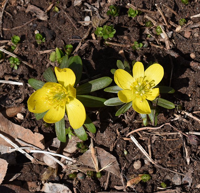 eranthis-hyemalis-flowers-1-jwb21.JPG