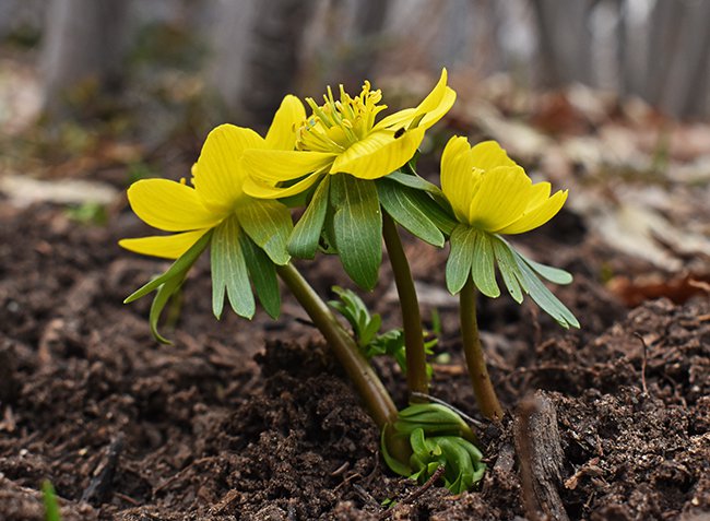 eranthus-hyemalis-flower-hms20.jpg