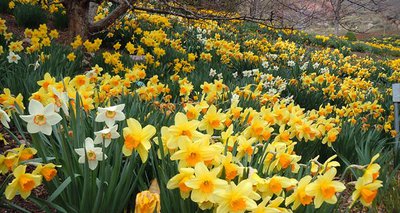 floral-walk-daffodils-header.jpg