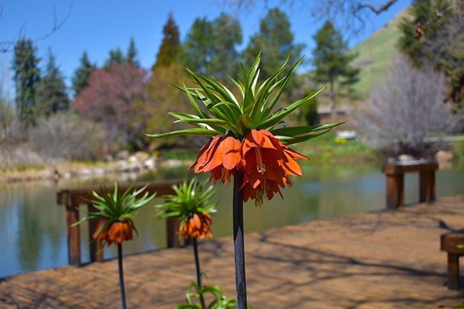 fritillaria-imperialis-hms20.jpg