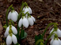 galanthus-nivalis-blooming-jwb13.jpg